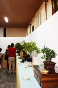 Fotos de bonsai Cocentaina